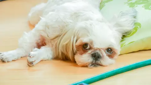 萝莉妹妹-大桃りさ